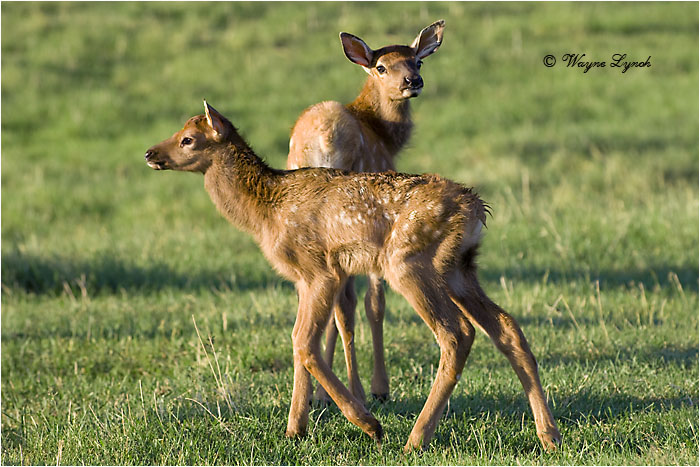 Newborn Elk Calves 101 by Dr. Wayne Lynch &copy;